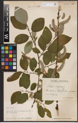 Foto von Salix caprea L.